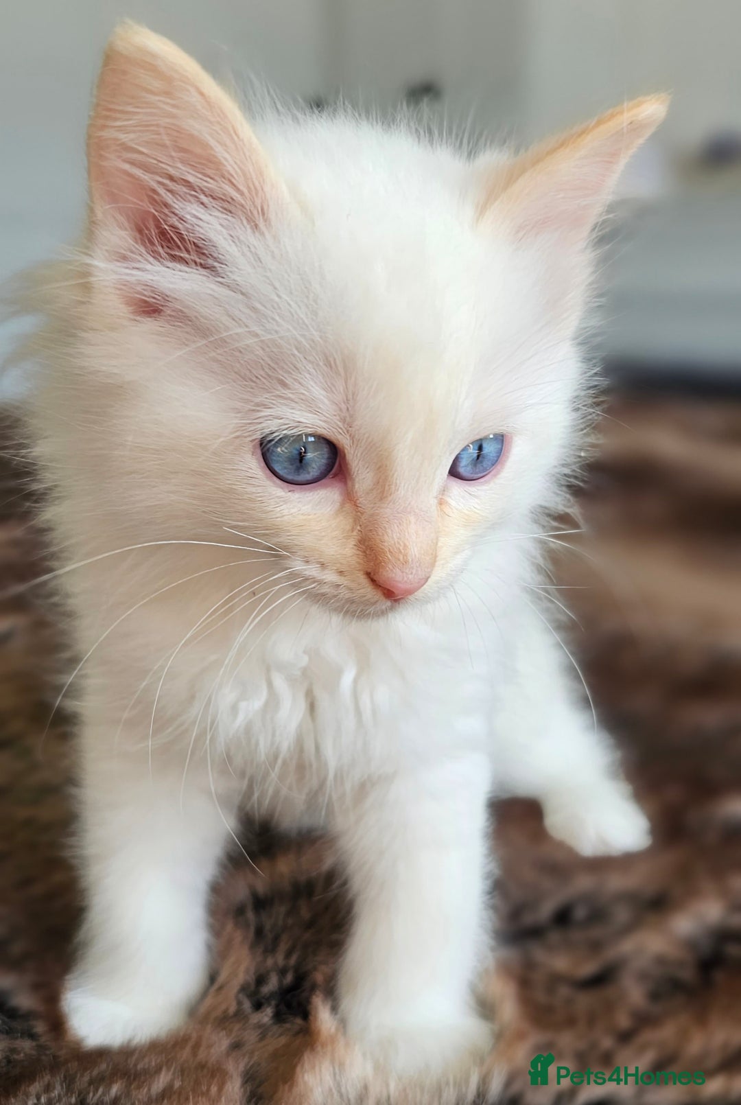 Ragdoll cats for sale: Stunning ragdoll kittens  - Image 12