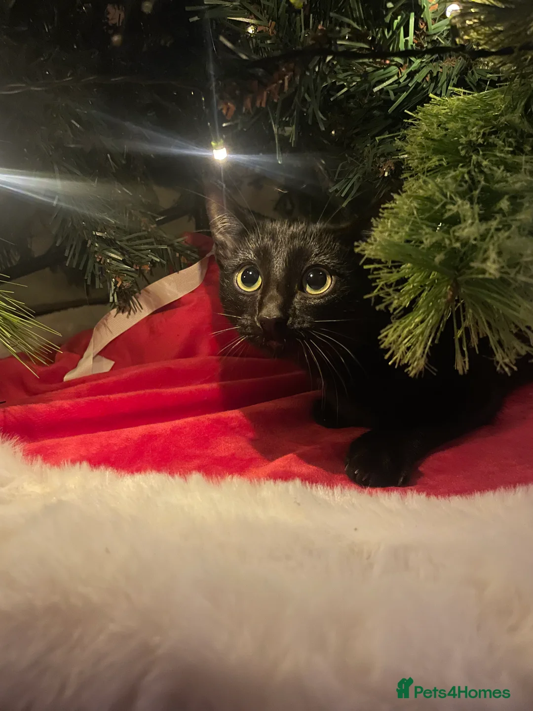 Mixed Breed cats for sale: Female Cat - Advert 2