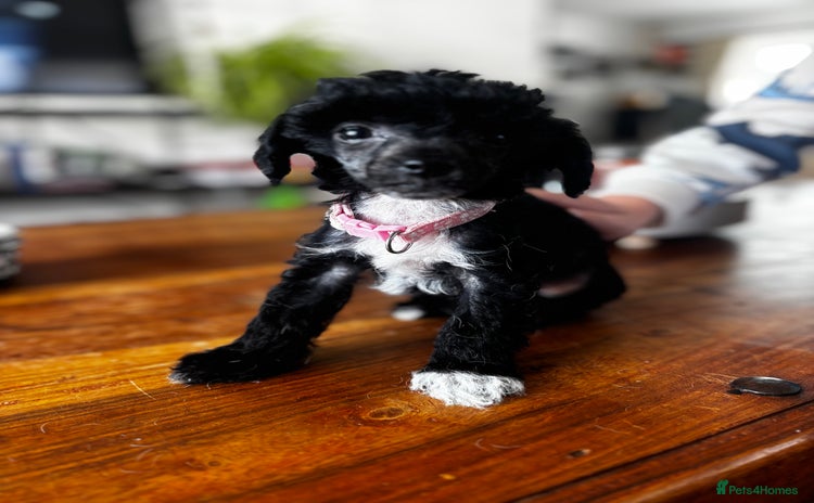 Chinese Crested dogs - Advert 1