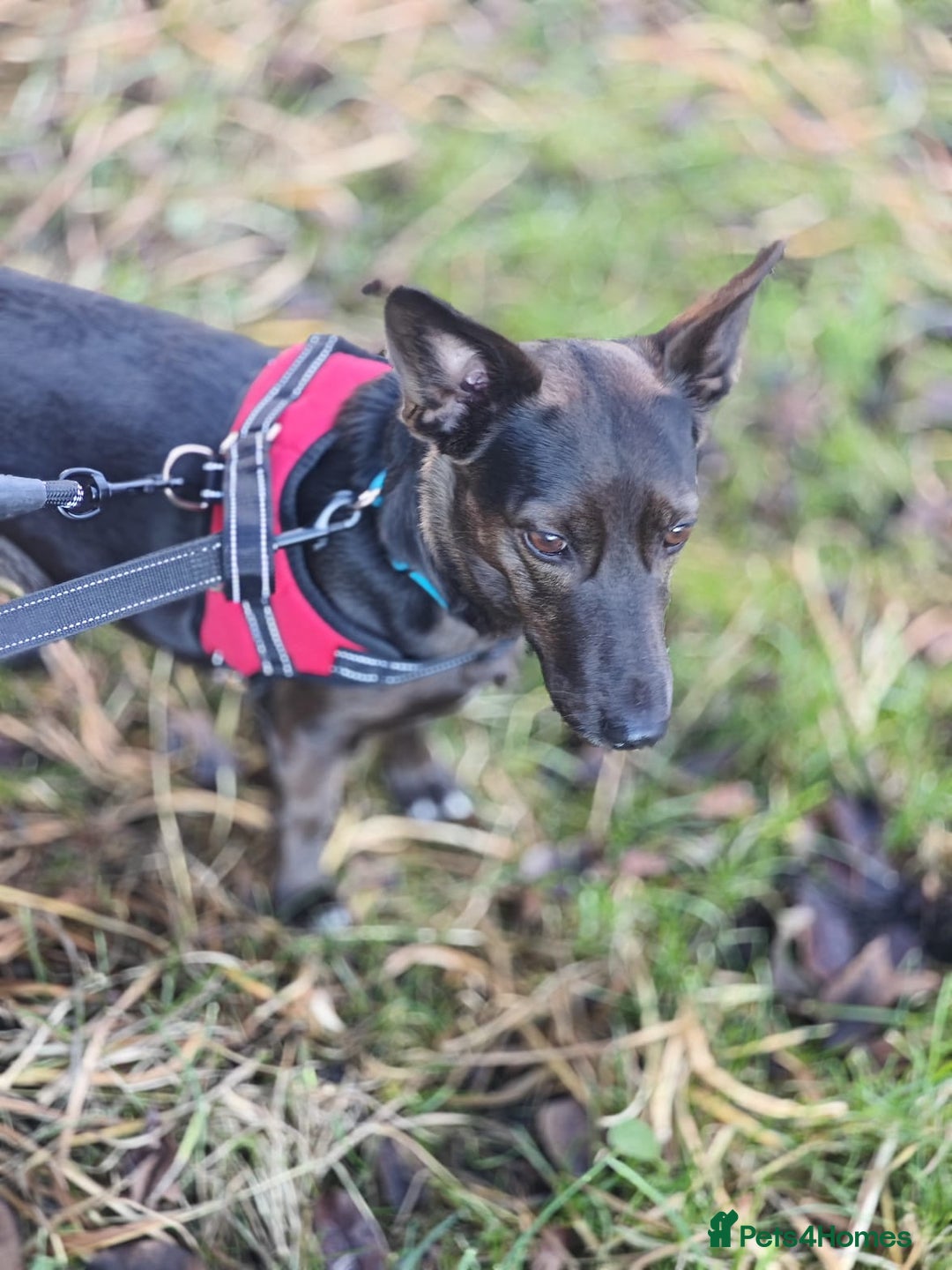 Mixed Breed dogs for adoption: 💖🐶 BUNIA 🐶💖 - Image 10