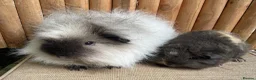 Guinea Pig rodents for sale: Swiss teddies  - Advert 1