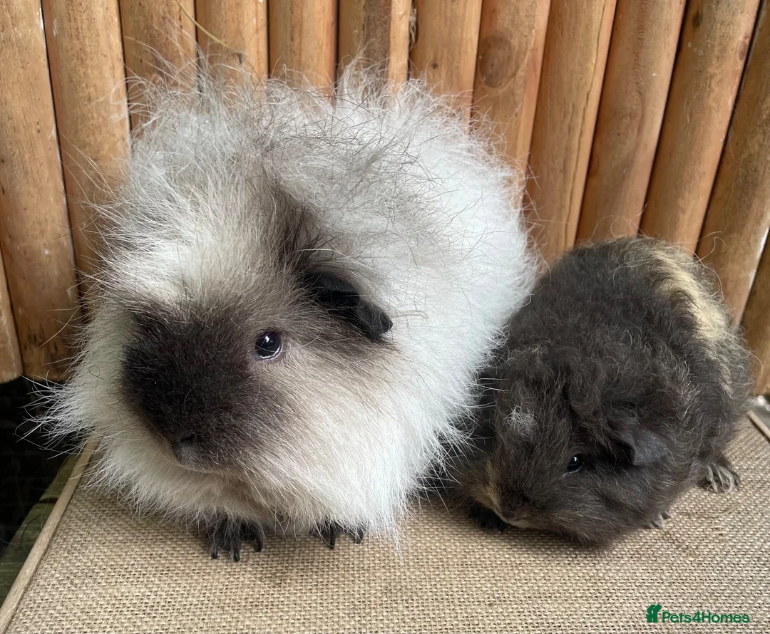 Guinea Pig rodents for sale: Swiss teddies  - Advert 1