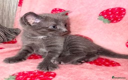 Mixed Breed cats for sale: 💗💙Beautiful kittens for sale  - Image 3