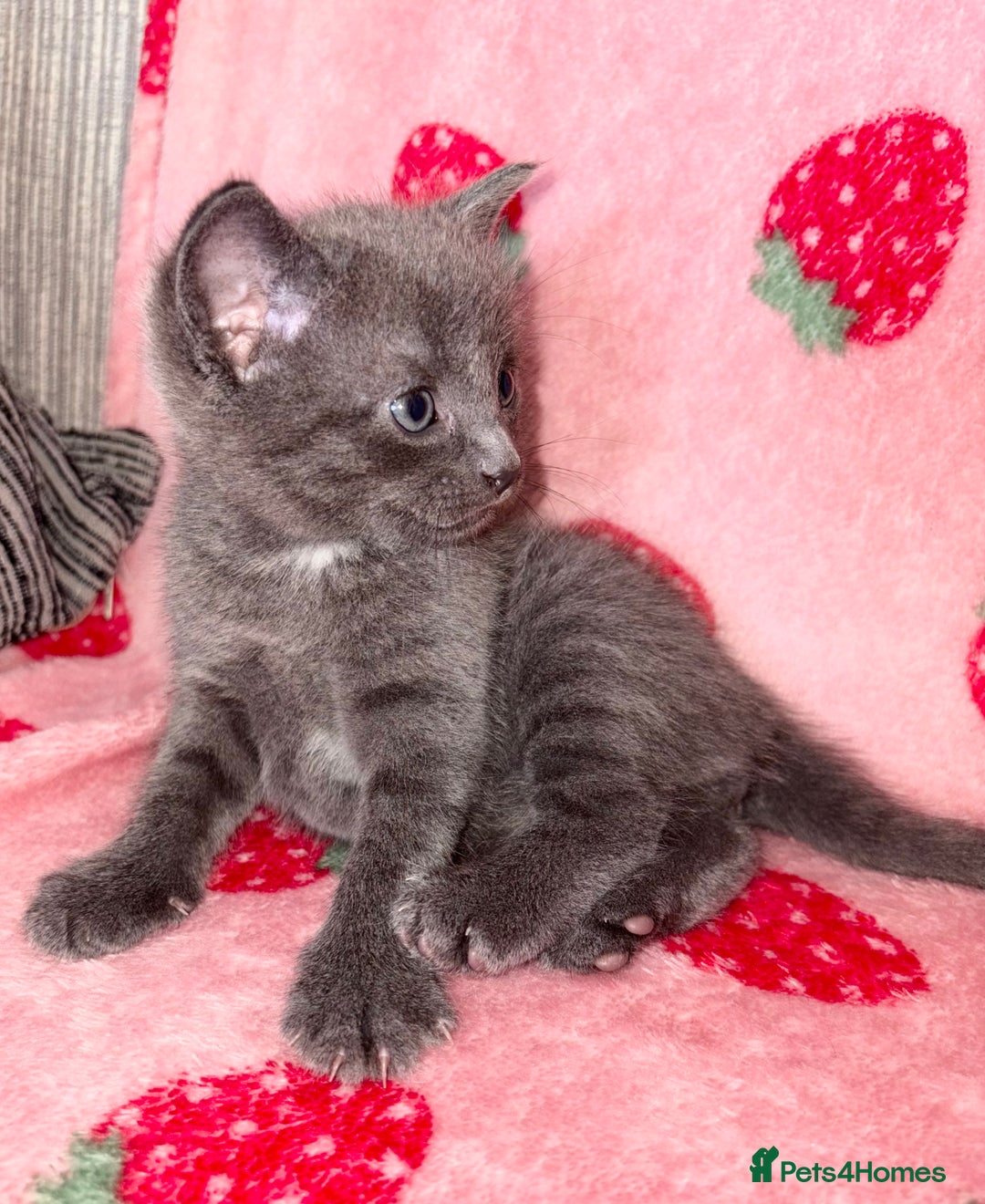 Mixed Breed cats for sale: 💗💙Beautiful kittens for sale  - Image 3