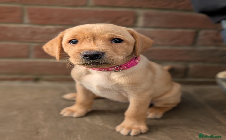 Labrador Retriever dogs - Advert 10