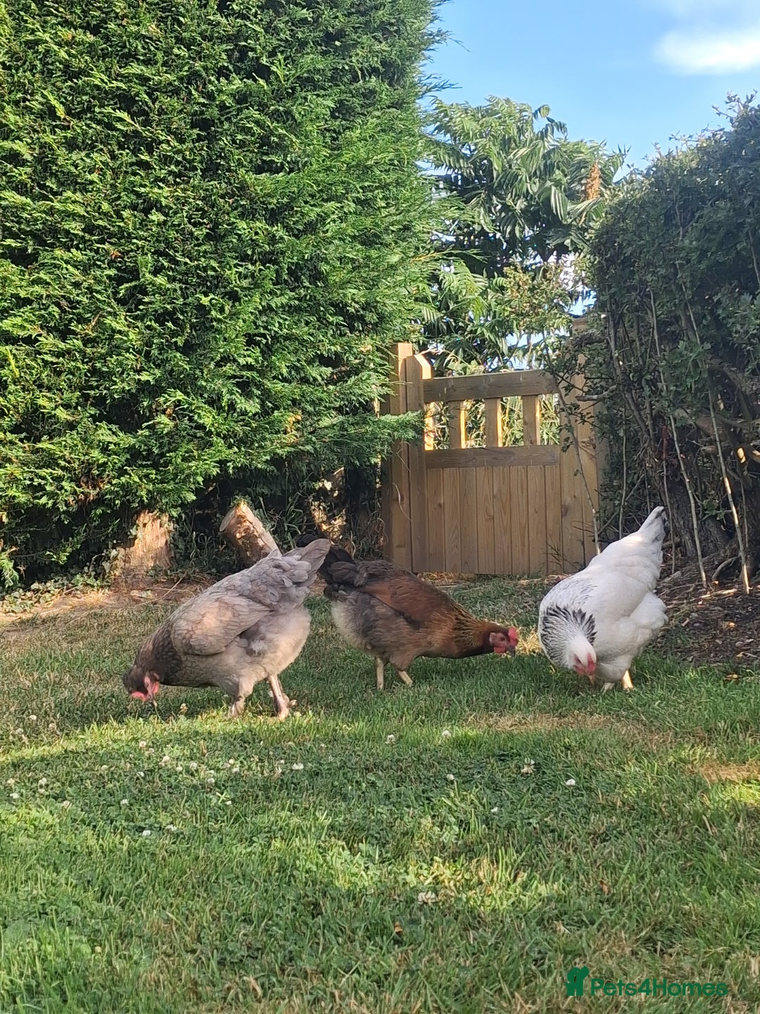 Chickens poultry for sale: Laying Hens 4 Sale  - Image 3