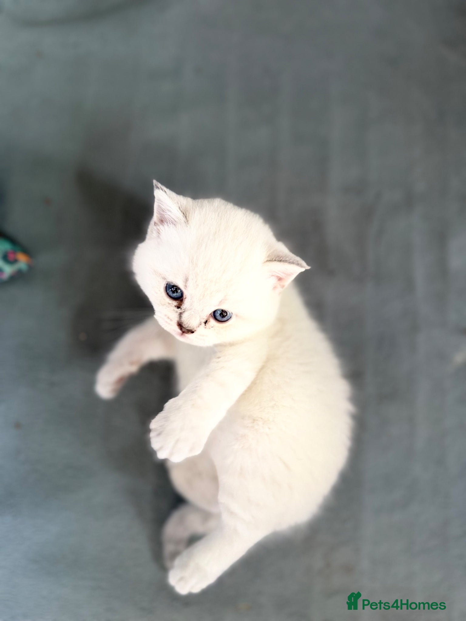 British Shorthair cats for sale: Exceptional British Shorthair kittens 🩷 - Advert 25