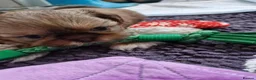 Shih Tzu dogs for sale: KC REG PEDIGREE SHIH TZU PUPPIES - Advert 13