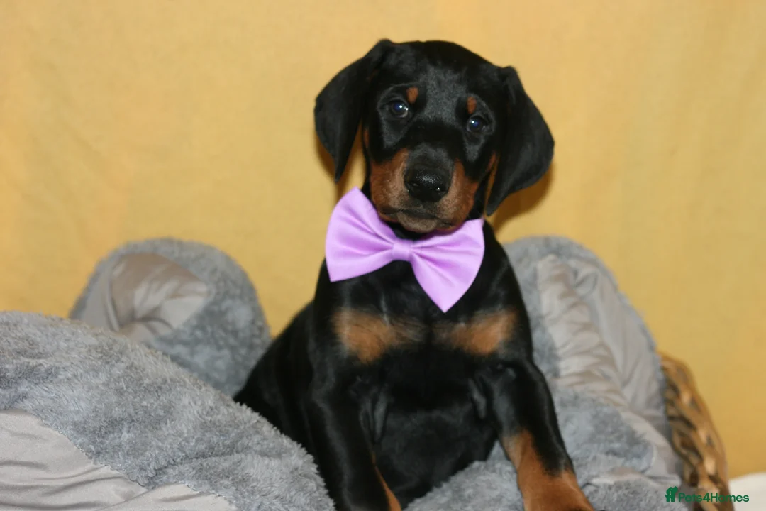 Dobermann dogs for sale: Evalesco Dobermanns - Advert 12