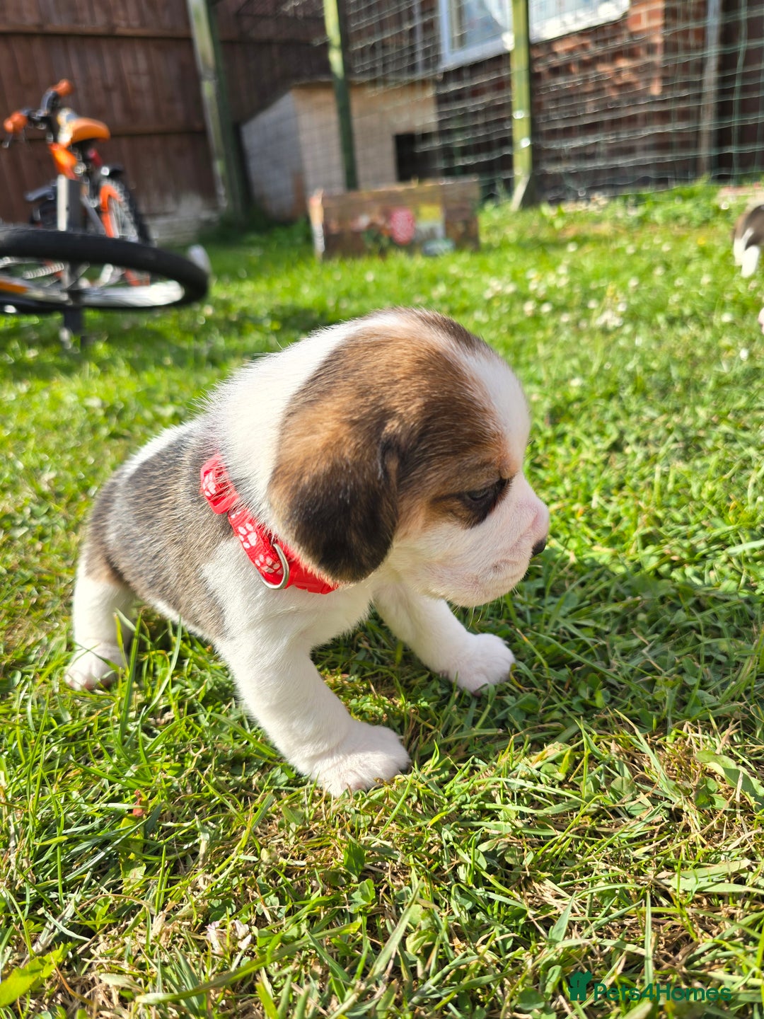 Beagle dogs for sale: 2 beagle puppies left, ready now ❤️ in Warrington - Image 13