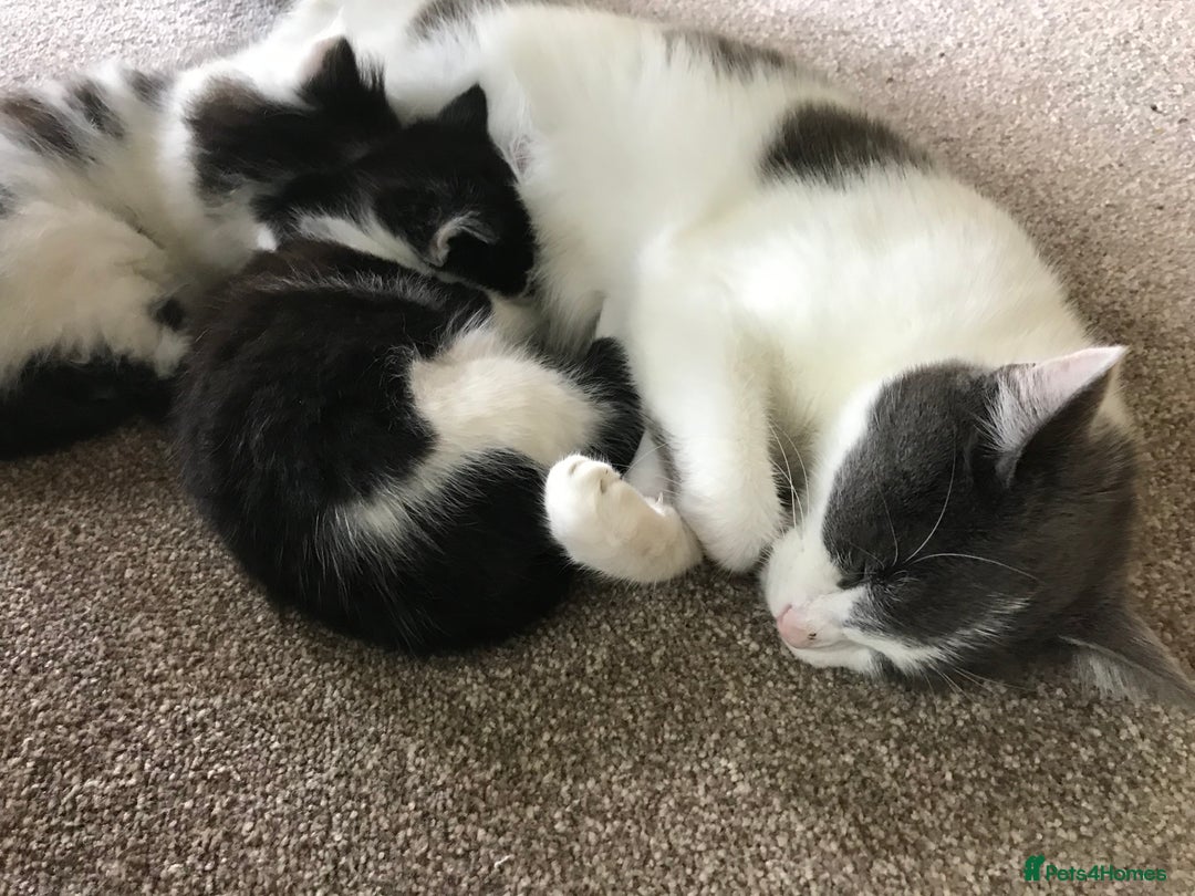 British Shorthair cats for sale: Kittens - Image 9