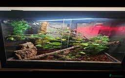 Chameleon reptiles for sale: 2 year old female chameleon  - Image 3