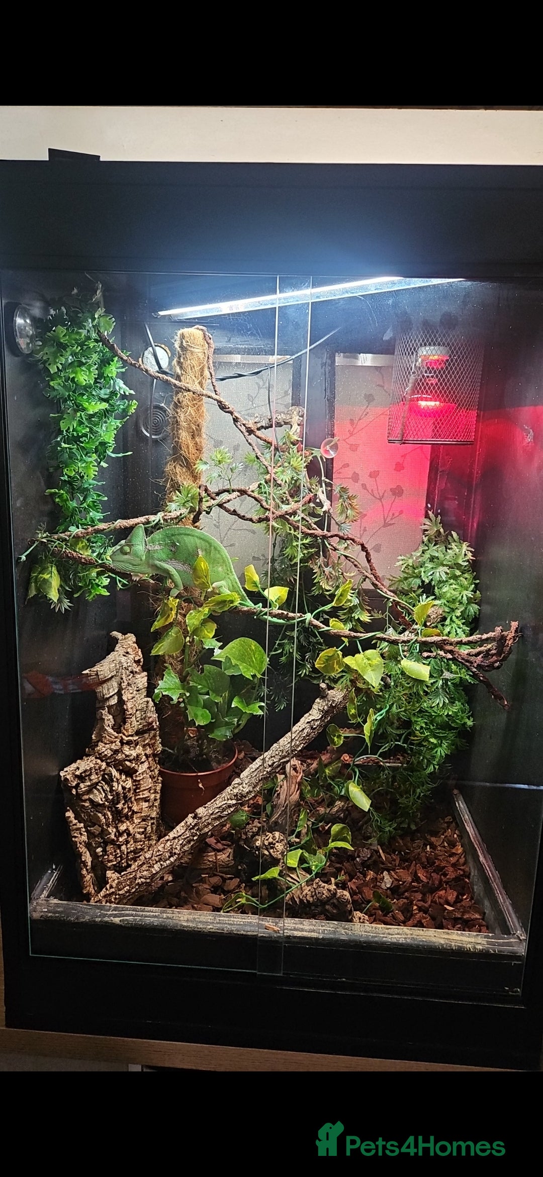 Chameleon reptiles for sale: 2 year old female chameleon  - Image 3