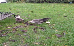 Chickens poultry for sale: Showgirl cockerel and his beautiful mate - Advert 3