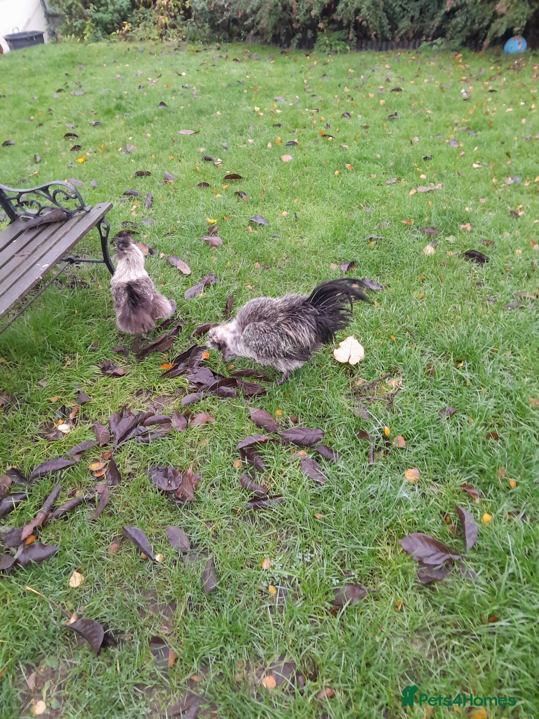 Chickens poultry for sale: Showgirl cockerel and his beautiful mate - Advert 3