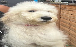 Standard Poodle dogs for sale: Champion Bloodline Standard Poodle Puppies - Image 6