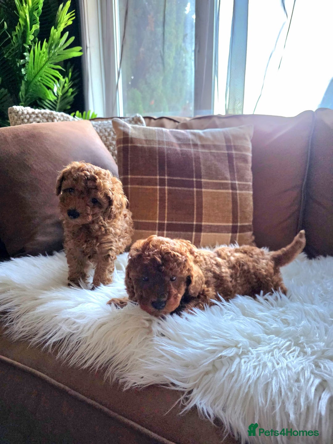 Toy Poodle dogs for sale: TINY RED KC PEDIGREE TOY POODLE PUPPIES - Advert 10