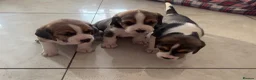 Beagle dogs for sale: Stunning Beagle puppies  - Advert 6