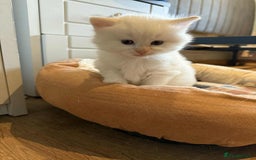 Mixed Breed cats for sale: Male kitten for sale  - Image 4