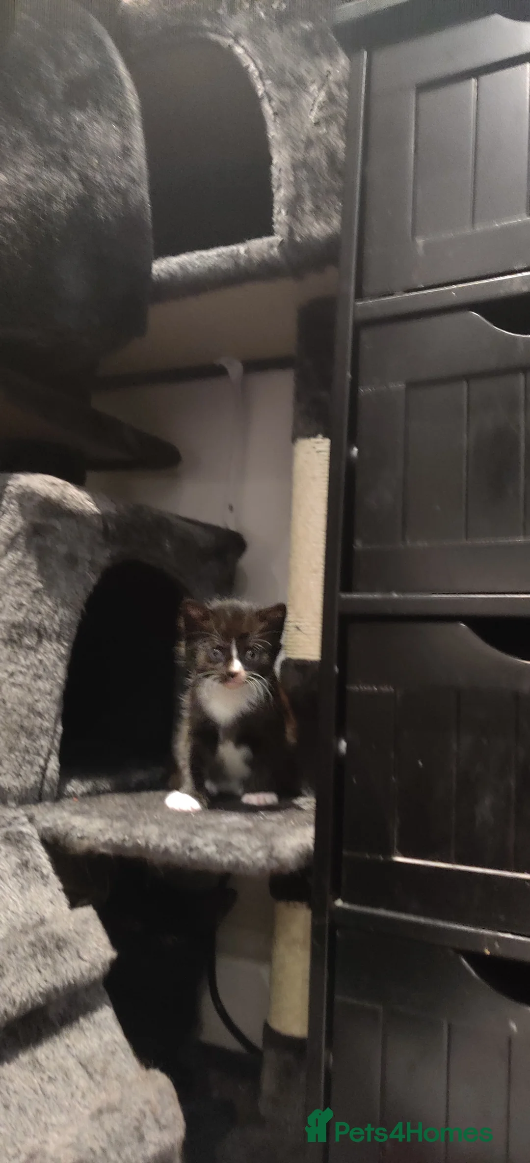 Mixed Breed cats for sale: Three Black and White Kittens - Advert 2