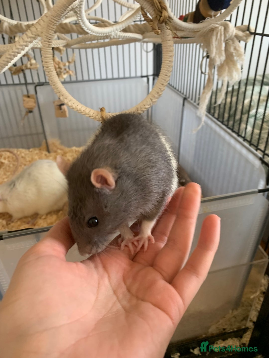 Rat rodents for sale: 4 male rats mixed ages, free to a good home - Image 4