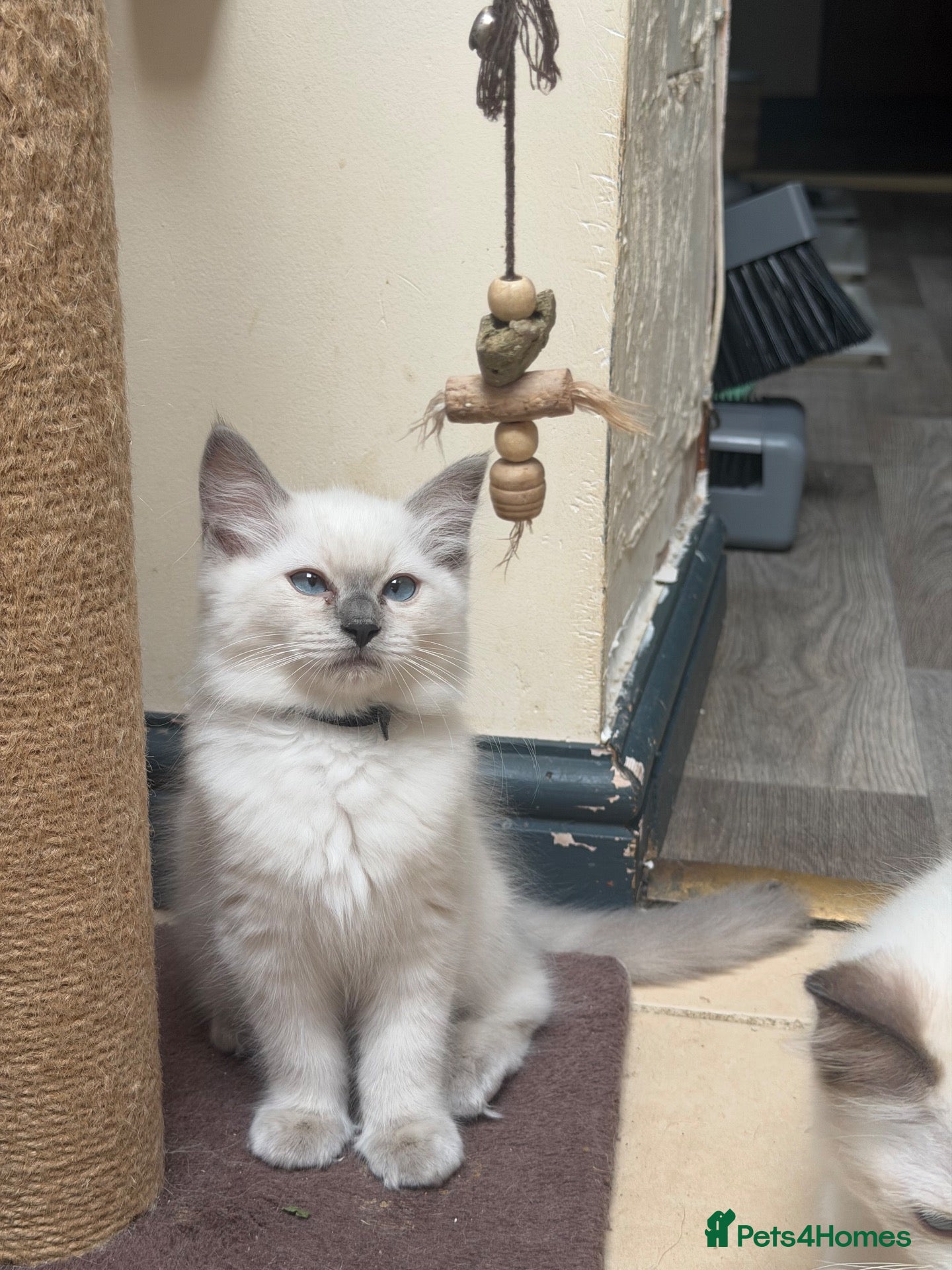 Ragdoll cats Ragdoll kitten  - Advert 6