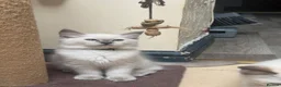 Ragdoll cats for sale: Ragdoll kitten  - Advert 4