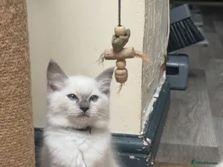 Ragdoll cats Ragdoll kitten - Advert 6