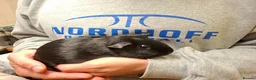 Guinea Pig rodents for sale: Young Female Guinea Pigs - Advert 6