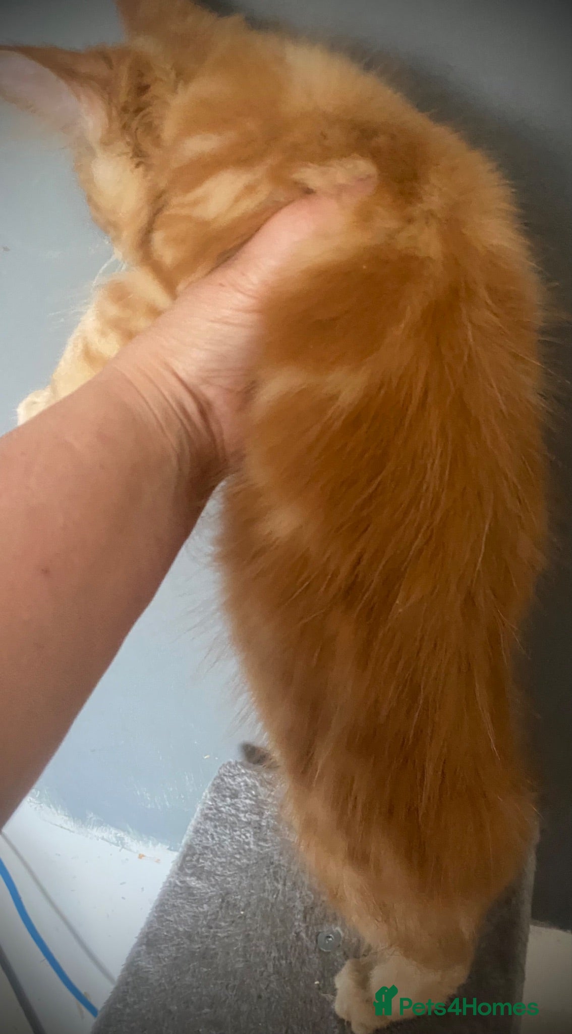 Maine Coon cats TICA Reg Maine Coon Kittens Red Tabby Black Smoke - Advert 2