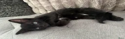 Mixed Breed cats for sale: 6 beautiful kittens - Advert 2