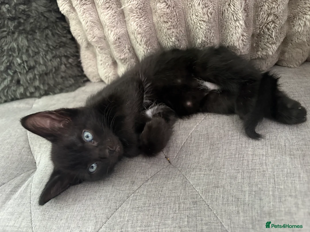 Mixed Breed cats for sale: 6 beautiful kittens - Advert 2