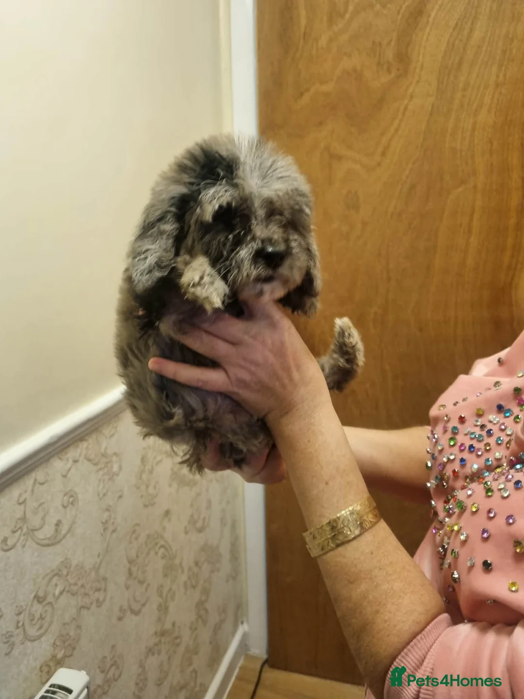 Cockapoo dogs for sale: Beautiful cockapoo  - Advert 13