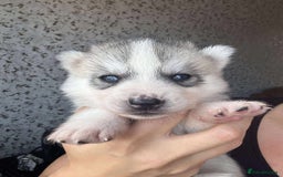 Siberian Husky dogs for sale: Beautiful KC registered Siberian puppies  - Image 13