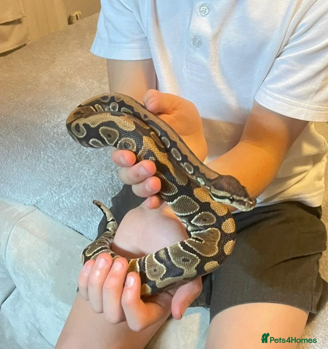 Snake reptiles for sale: 8month old Royal Python  in Thatcham - Advert 3