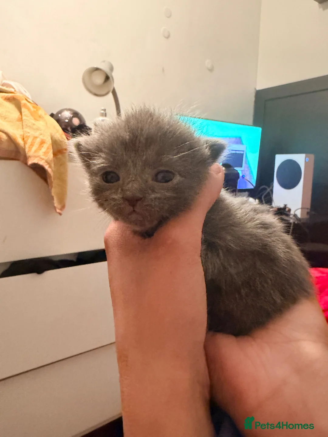 Ragdoll cats for sale: READY NOW Ragdoll cross British blue  - Advert 30