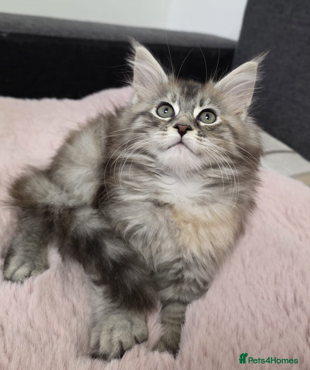 Maine Coon cats ❤️❤️❤️Maine Coon  kittens❤️❤️ - Advert 7