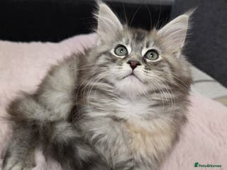 Maine Coon cats ❤️❤️❤️Maine Coon kittens❤️❤️ - Advert 10