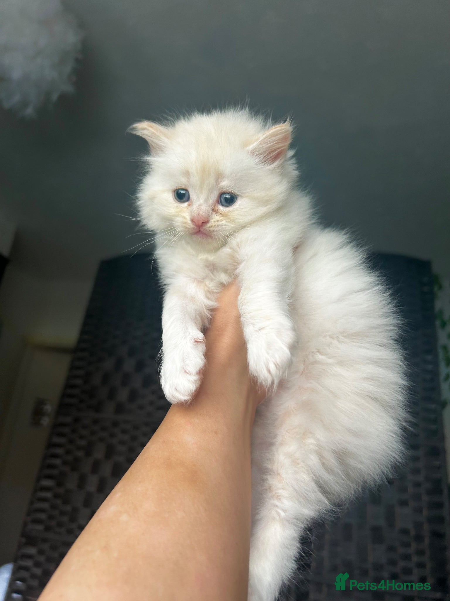 Persian cats for sale: 7-Persian kittens for sale 🩶🩵 males & Females - Advert 7