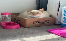 British Longhair cats for sale: White and ginger ragdoll  - Advert 1