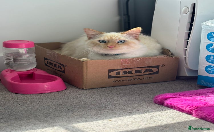 British Longhair cats White and ginger ragdoll  - Advert 14