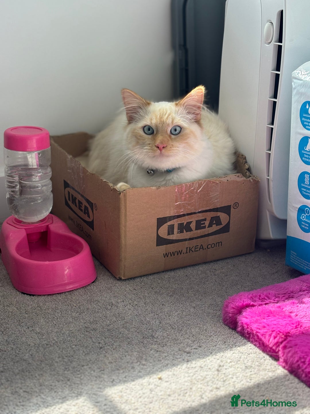 British Longhair cats for sale: White and ginger ragdoll  - Advert 1