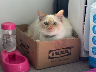 British Longhair cats White and ginger ragdoll - Advert 3