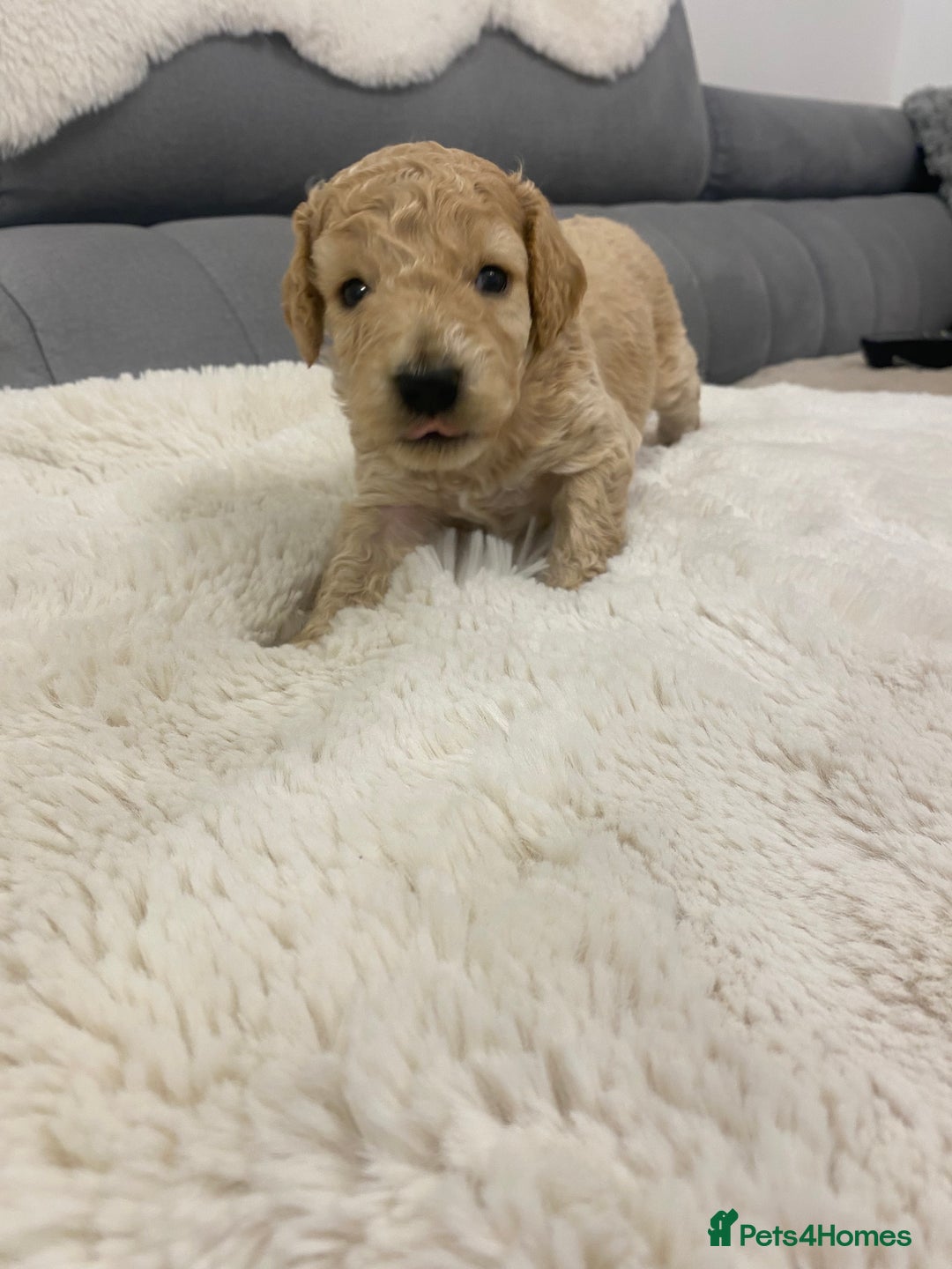 Cockapoo dogs for sale: F2 Cockapoo - Image 8