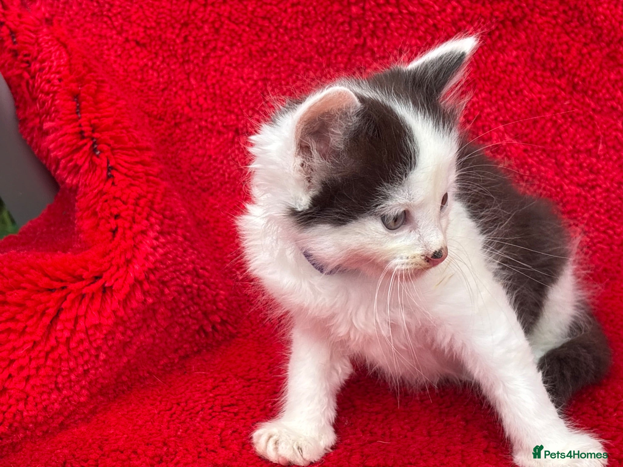 Mixed Breed cats Farm raised kittens  - Advert 3