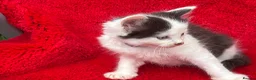 Mixed Breed cats for sale: Farm raised kittens  - Advert 2