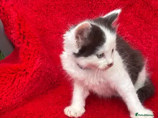 Mixed Breed cats Farm raised kittens - Advert 2