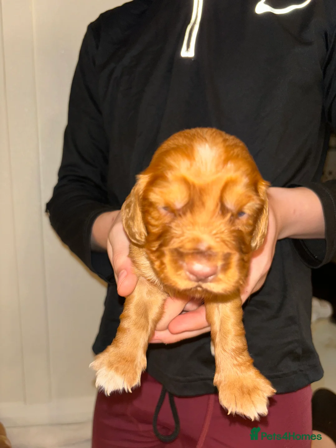 Cocker Spaniel dogs for sale: Working type cocker spaniel puppys - Advert 25