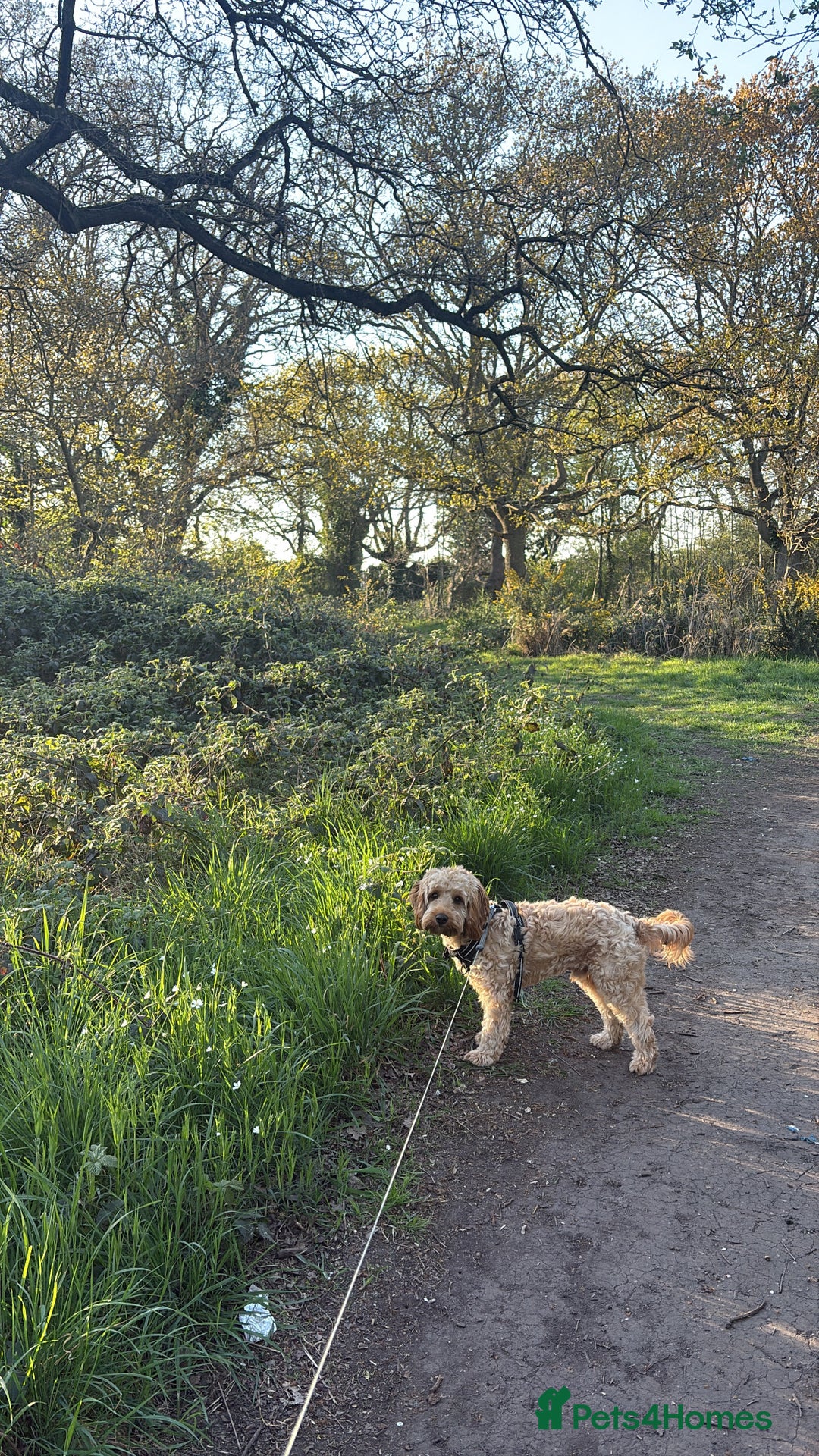 Cavapoo dogs for stud: My cavapoo Enzo is up for stud - Image 2