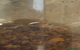 Skink reptiles for sale: Occelated Skinks - Image 8